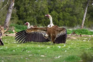 Stepping: Griffon / European Vultures - wings open and goose