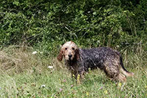 Wildboar: Griffon Nivernais - hunting wildboar