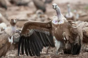 Huesca: Griffon Vulture