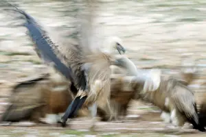 Slow: Griffon Vulture
