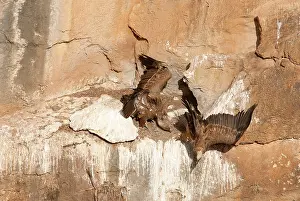 Rockface: Griffon Vulture