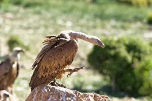 Lleida: Griffon Vulture