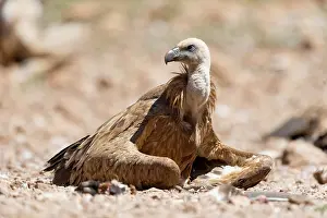 Lleida: Griffon Vulture