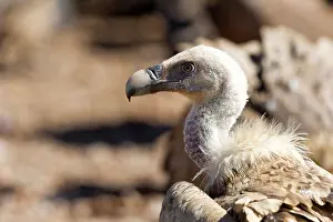 Lleida: Griffon Vulture