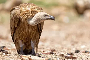 Lleida: Griffon Vulture