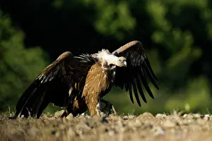 Threaten: Griffon Vulture