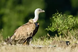 Rhodopi: Griffon Vulture