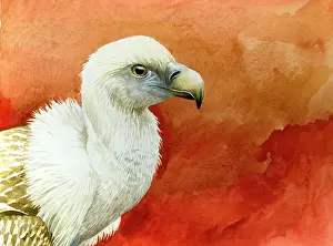 Fulvous: Griffon Vulture