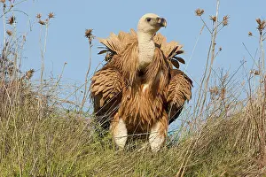 Griffon: Griffon Vulture