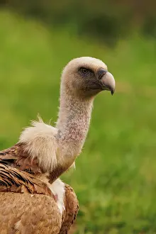 Griffon: Griffon vulture