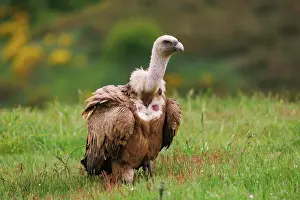 Griffon: Griffon vulture