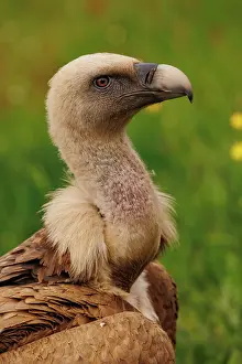 Griffon: Griffon vulture