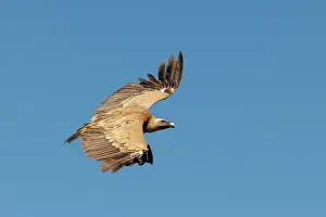 Griffon: Griffon vulture