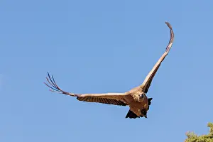Griffon: Griffon vulture