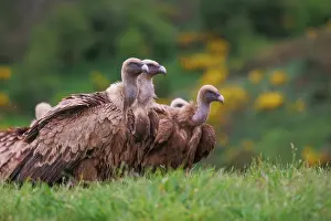 Griffon: Griffon vulture
