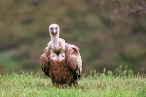 Griffon: Griffon vulture