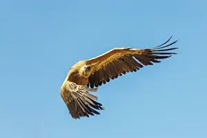 Griffon: Griffon vulture