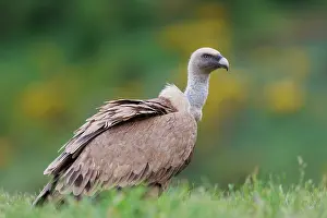 Griffon: Griffon vulture