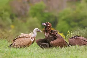 Combat: Griffon vulture and Black vulture
