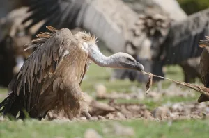 Uicn: Griffon Vulture eating on a sheep carcass Spain