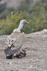 Deaths: Griffon Vulture eating a sheep's carcass Spain