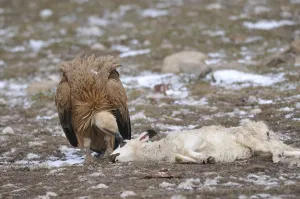 Deaths: Griffon Vulture eating a sheep's carcass Spain