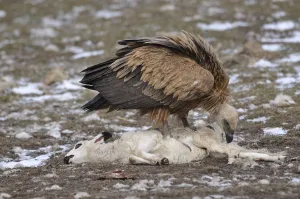 Deaths: Griffon Vulture eating a sheep's carcass Spain