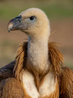 Griffon: Griffon Vulture, Eurasian Griffon Vulture, Griffon
