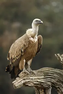 120618: Griffon Vulture - on field - Castilla Leon, Spain
