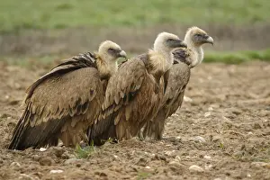 120618: Griffon Vulture - on field - Castilla Leon, Spain