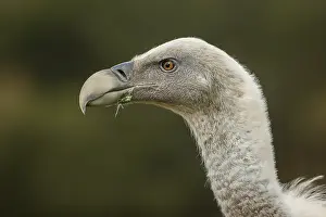 Fulvus: Griffon Vulture - on field - Castilla Leon, Spain