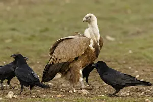 Castilla: Griffon Vulture - on field - Castilla Leon, Spain