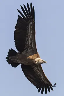 Monfrague: Griffon Vulture in flight Extremadura Spain