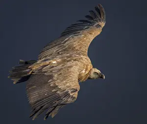 Scavengers: Griffon Vulture in flight Extremadura Spain