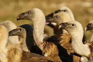191217: Griffon Vulture - group on field - Castilla Leon, Spain