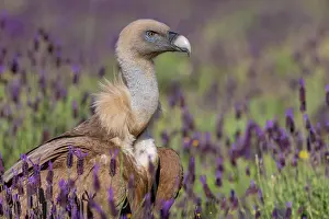 Griffon: Griffon vulture (Gypps fulvus) with french lavender