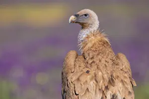 Griffon: Griffon vulture (Gypps fulvus) with french lavender
