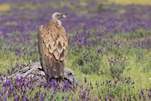 Griffon: Griffon vulture (Gypps fulvus) with french lavender
