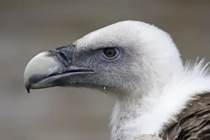 Griffon: Griffon Vulture (Gyps fulvus), Castile, Spain