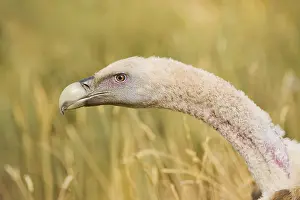 Griffon: Griffon Vulture (Gyps fulvus), Catalonia, Spain