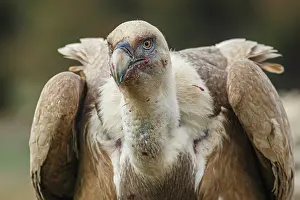 290420: Griffon Vulture (Gyps fulvus) - after feeding -