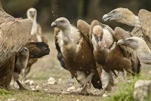 Eats: Griffon Vulture (Gyps fulvus), feeding