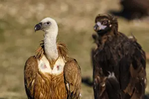 Cinereous: Griffon Vulture (Gyps fulvus) on field with Cinereous