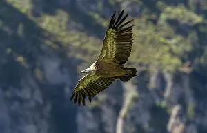 Soaring: Griffon vulture, Gyps fulvus, in flight in the S