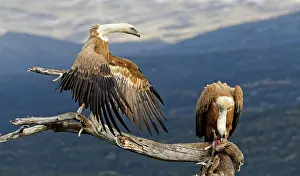 Bait: Griffon vulture (Gyps fulvus), at Luderplatz, Castilla-La