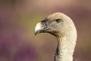 Cities: Griffon Vulture (Gyps fulvus), Madrid, Spain