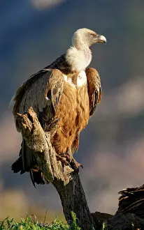 Griffon: Griffon vulture (Gyps fulvus), portrait, Pyrenee