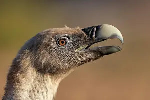 Extremadura: Griffon vulture (Gyps fulvus) portrait, Vulture