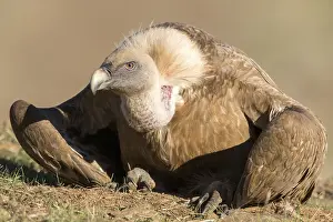 Griffon: Griffon Vulture (Gyps fulvus) resting on the ground