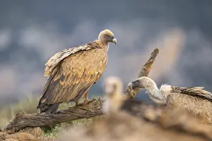 Root: Griffon Vulture (Gyps fulvus) sitting on an old gnarled root in autumn
